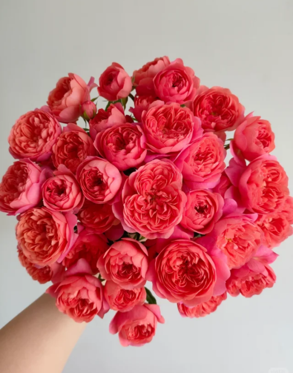 Red JuicyTerrazza Rose丨Your roses