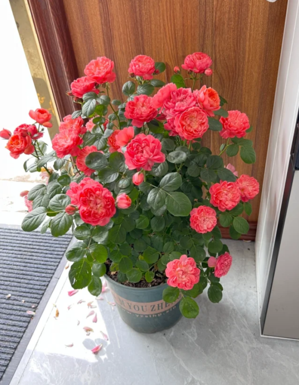 Red JuicyTerrazza Rose Plant丨Your roses