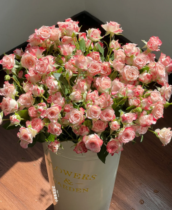 Rose Reflex丨Your roses