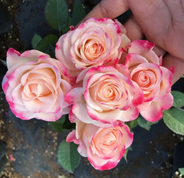 Reflex Roses丨Your roses