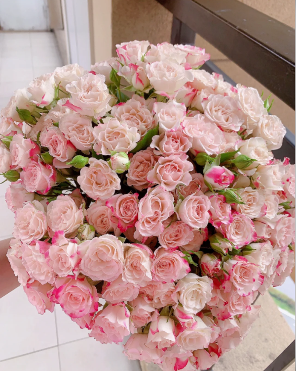 Reflex Rose Plant丨Your roses