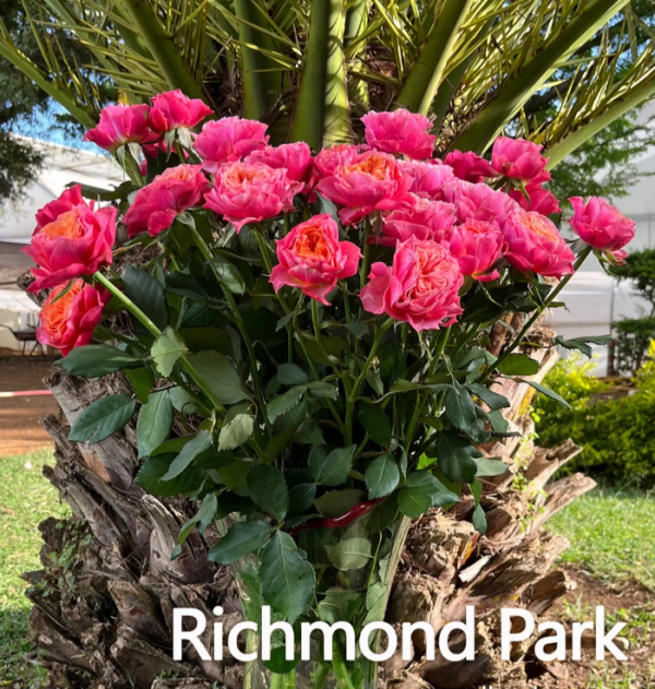 Richmond Park Roses丨Your roses