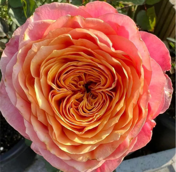 Richmond Park Rose丨Your roses