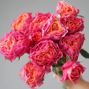 Richmond Park Rose plant丨Your roses