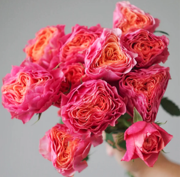 Richmond Park Rose plant丨Your roses