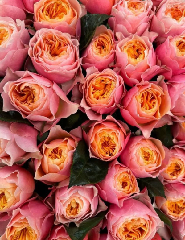 Romantica Vuvuzela Rose plant丨Your roses