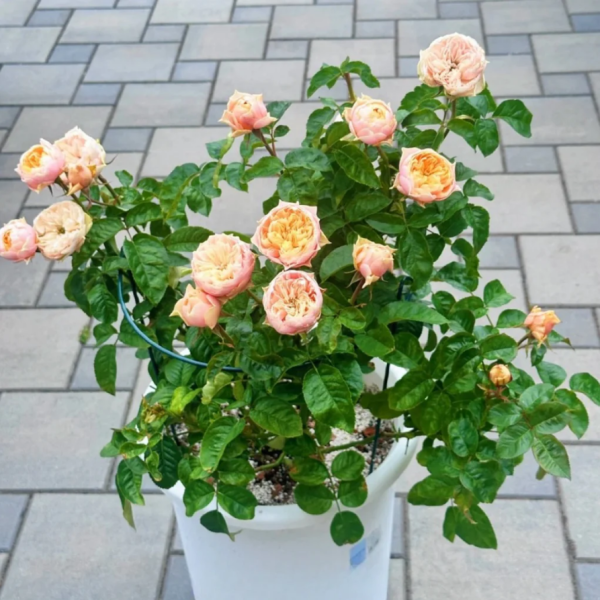 Romantica Vuvuzela Roses丨Your roses