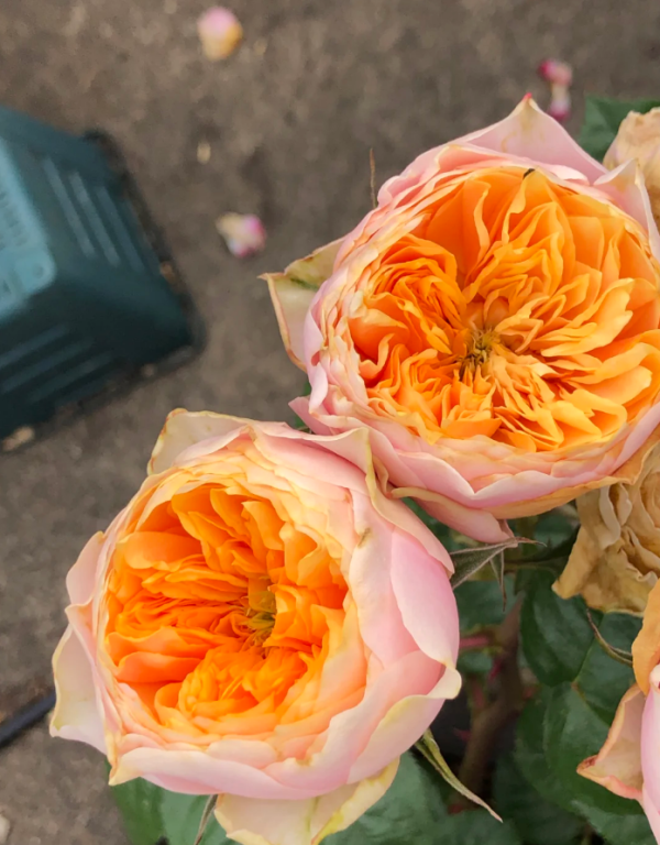 Romantica Vuvuzela Rose for sale丨Your roses