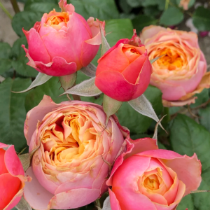 Romantica Vuvuzela Rose丨Your roses