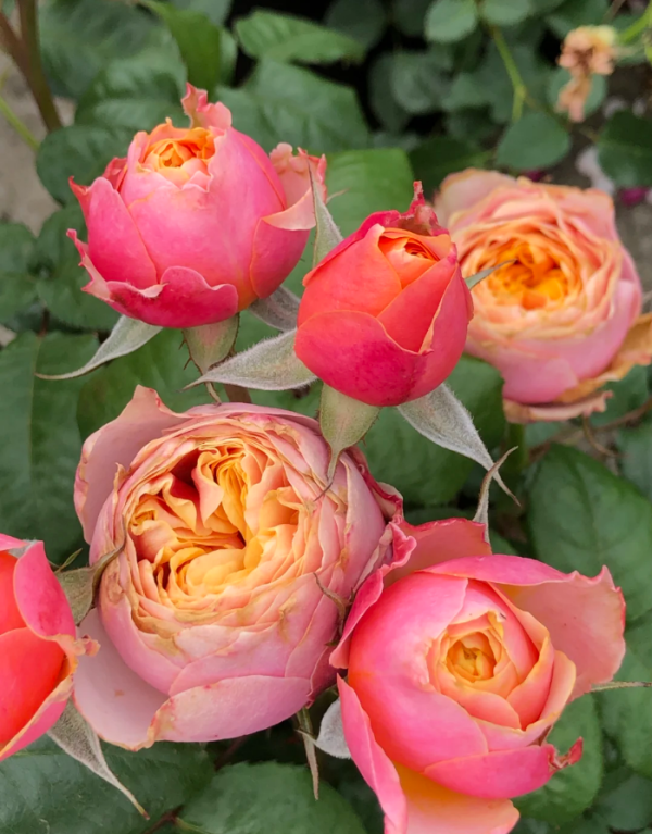 Romantica Vuvuzela Rose丨Your roses