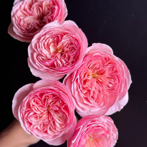 Romeo Rose丨Your roses