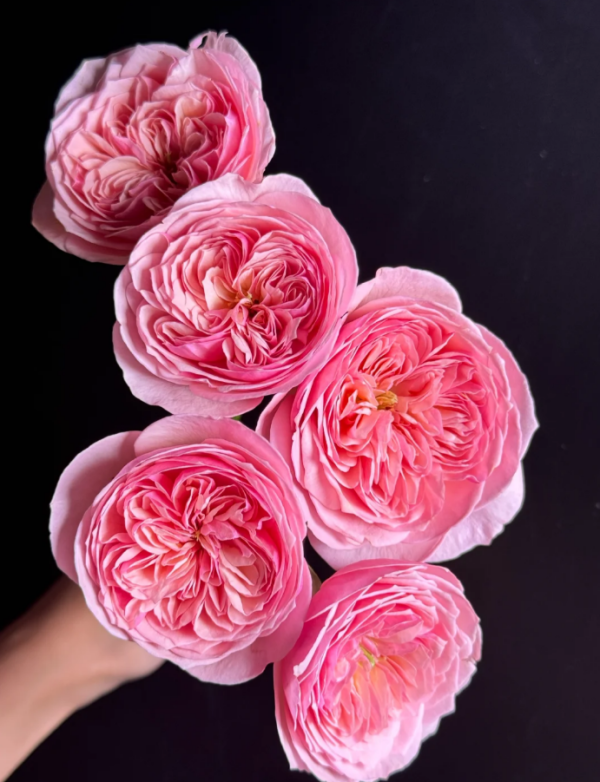 Romeo Rose丨Your roses