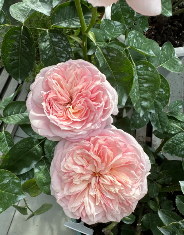 Romeo Rose for sale丨Your roses