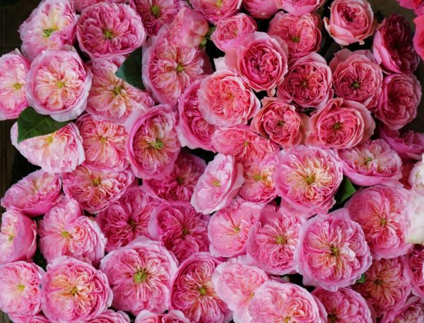 Romeo Rose Plant丨Your roses