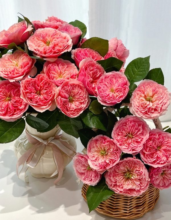 Pink Juliet Rose Plant丨Your roses