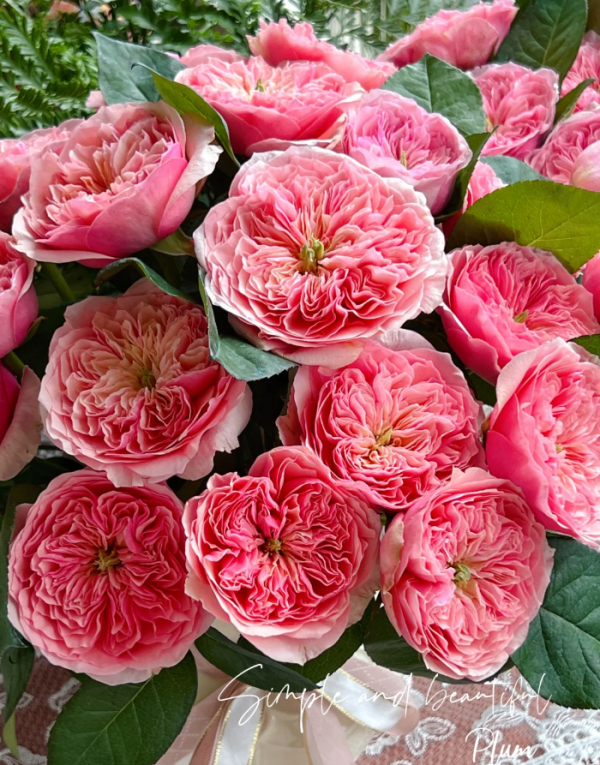 Rose Romeo丨Your roses