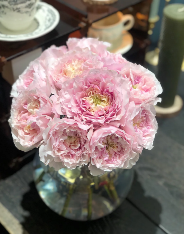 Rose Rosalind丨Your roses