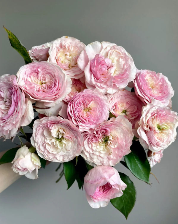 AUStew Rose丨Your roses