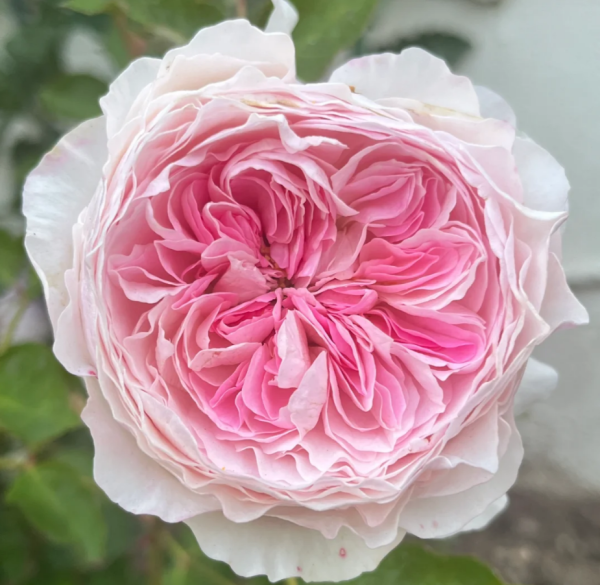 Rosalind Rose for sale丨Your roses