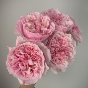 Rosalind Rose丨Your roses