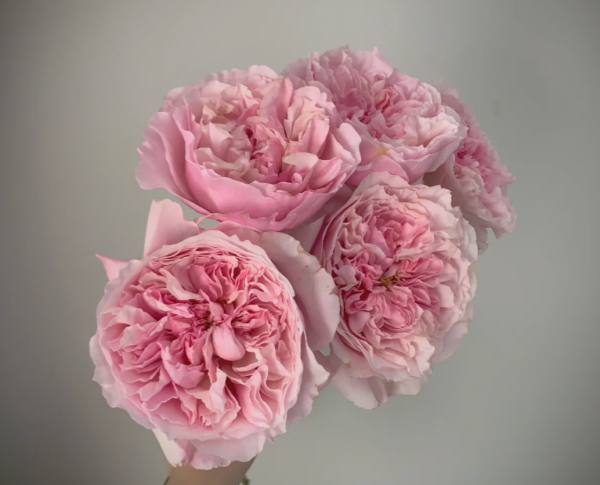 Rosalind Rose丨Your roses