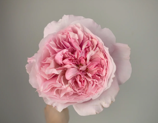 Rosalind Rose plant丨Your roses
