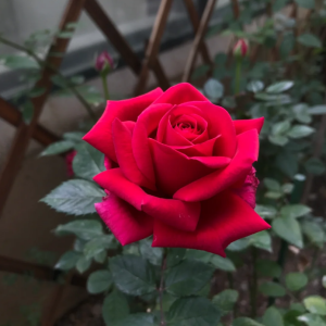 Rose Terrazza Cancer丨Your roses