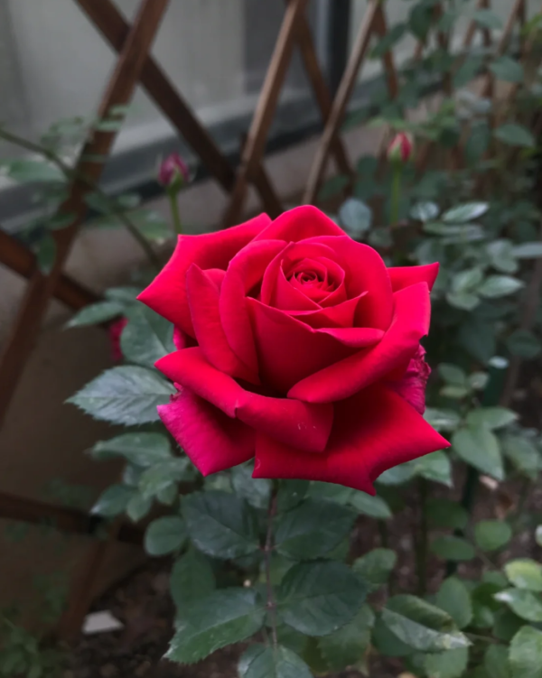 Rose Terrazza Cancer丨Your roses