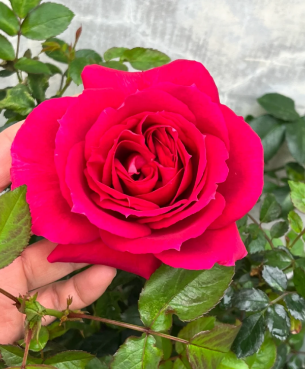 Rose Terrazza Cancer Plant丨Your roses