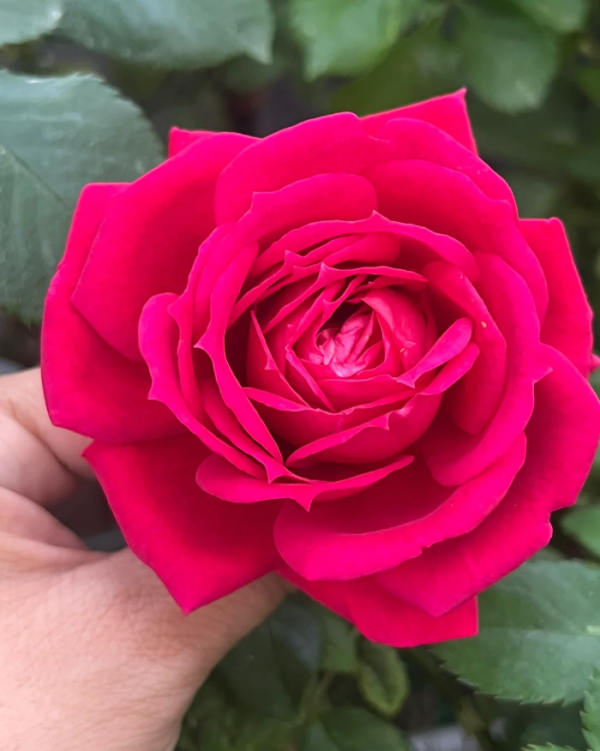Rose Terrazza Cancer for sale丨Your roses