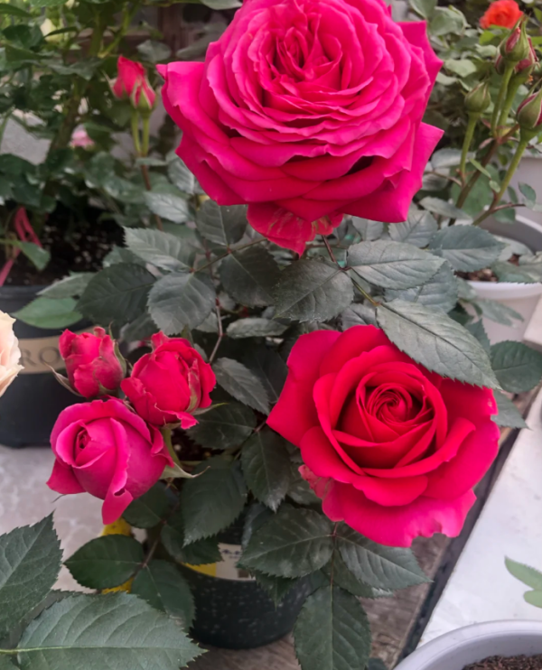 Terrazza Cancer Rose 丨Your roses