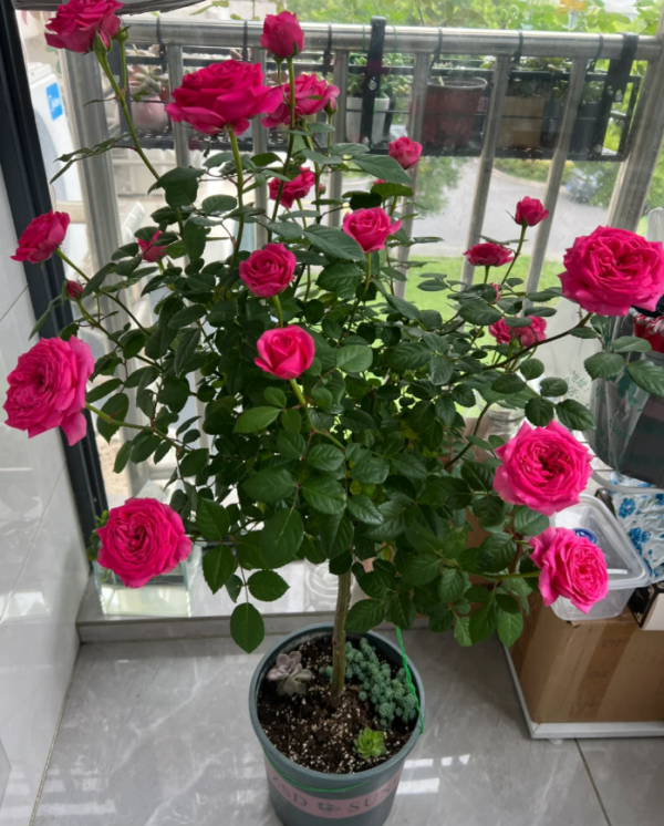 Terrazza Cancer Roses丨Your roses