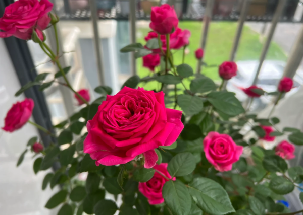 Rose Terrazza Cancer bush丨Your roses