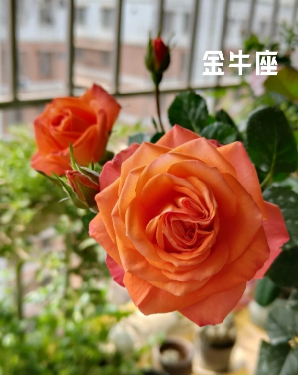 Rose Terrazza Taurus for sale丨Your roses