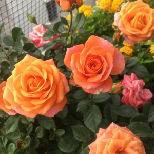 Rose Terrazza Taurus丨Your roses