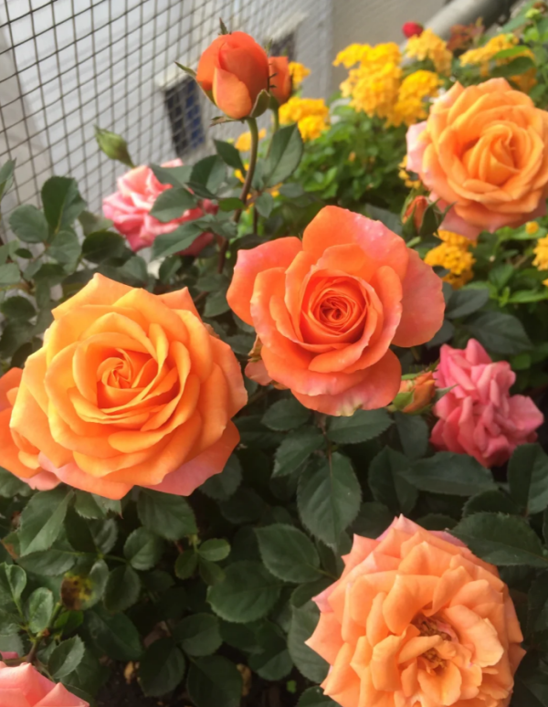 Rose Terrazza Taurus丨Your roses