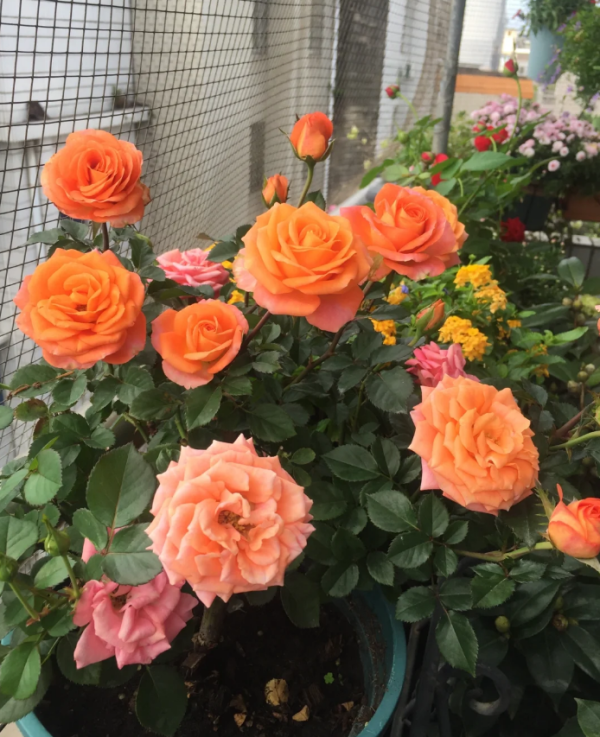 Terrazza Taurus Rose丨Your roses