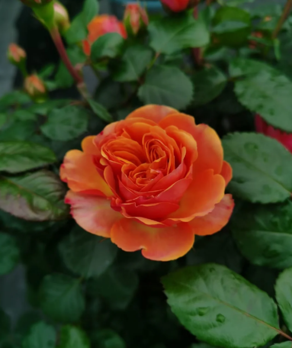 Rose Terrazza Taurus plant丨Your roses