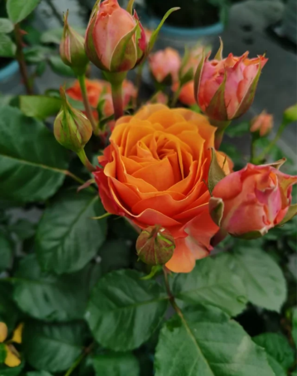 Terrazza Taurus Rose for sale丨Your roses