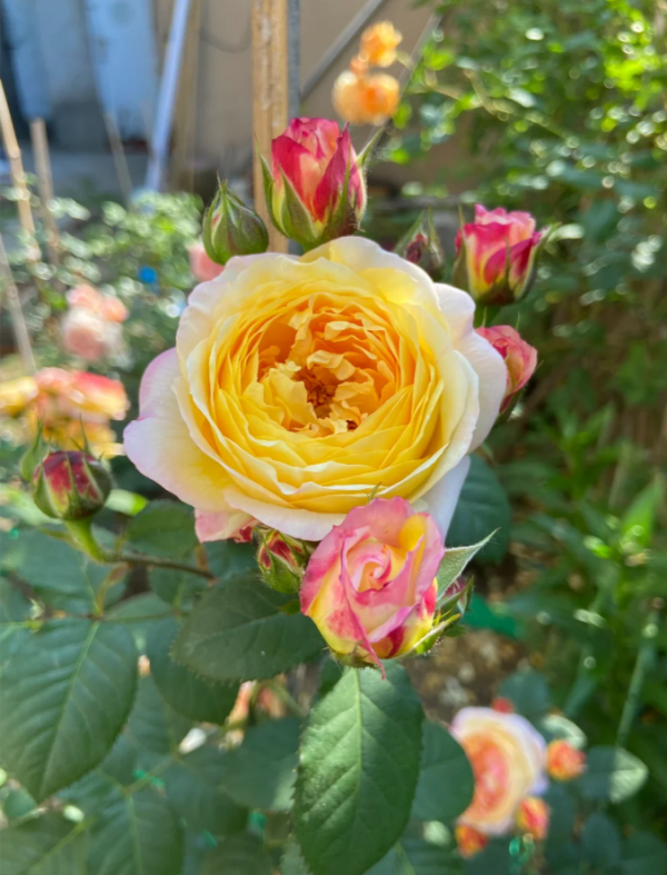 Rosomane Janon Roses丨Your roses