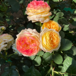 Rosomane Janon Rose丨Your roses