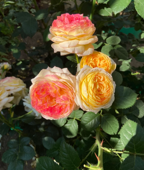 Rosomane Janon Rose丨Your roses