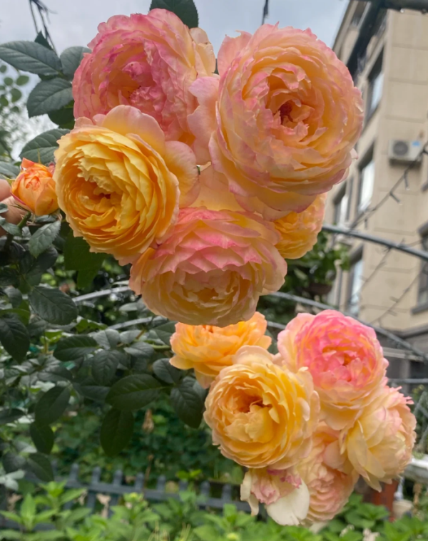 Rosomane Janon Rose plant丨Your roses