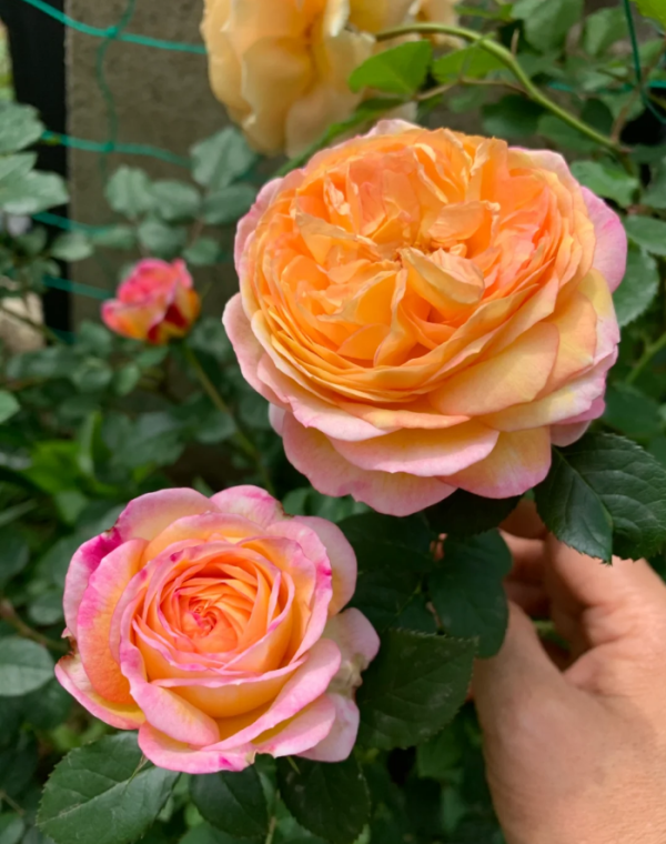 Rosomane Janon Rose for sale丨Your roses