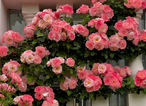 Rose Sakuragasumi CL丨Your roses