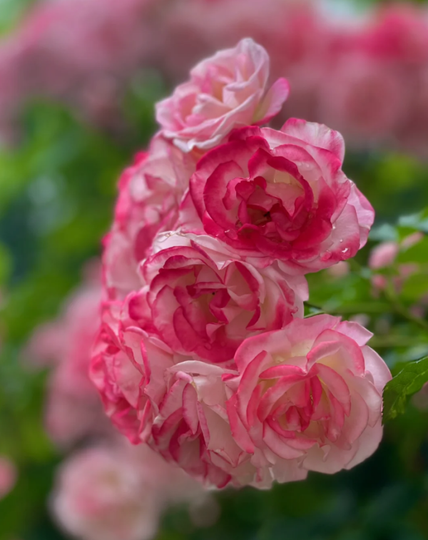 Sakuragasumi Rose丨Your roses