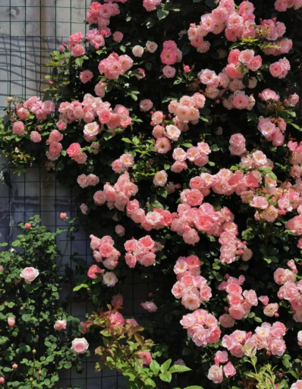 Sakuragasumi CL Roses丨Your roses