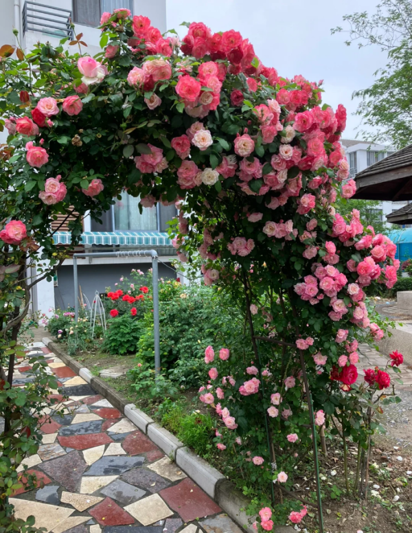 Sakuragasumi CL Rose Plant丨Your roses