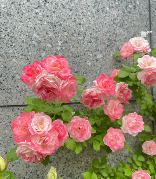 Sakuragasumi CL Rose for sale丨Your roses