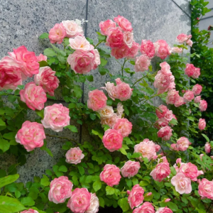 Sakuragasumi CL Rose丨Your roses